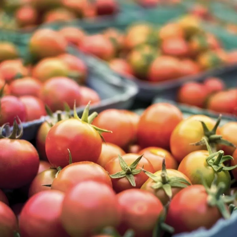 Fresh Tomatoes (crate)