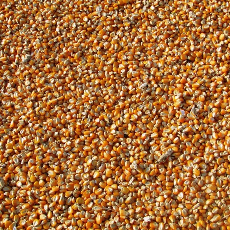 Hybrid Maize Seed 10kg